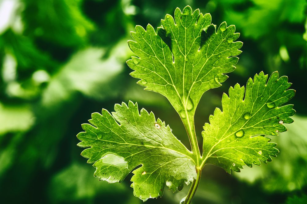 coriander