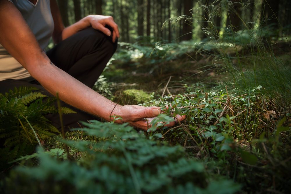 Forest Bathing Benefit