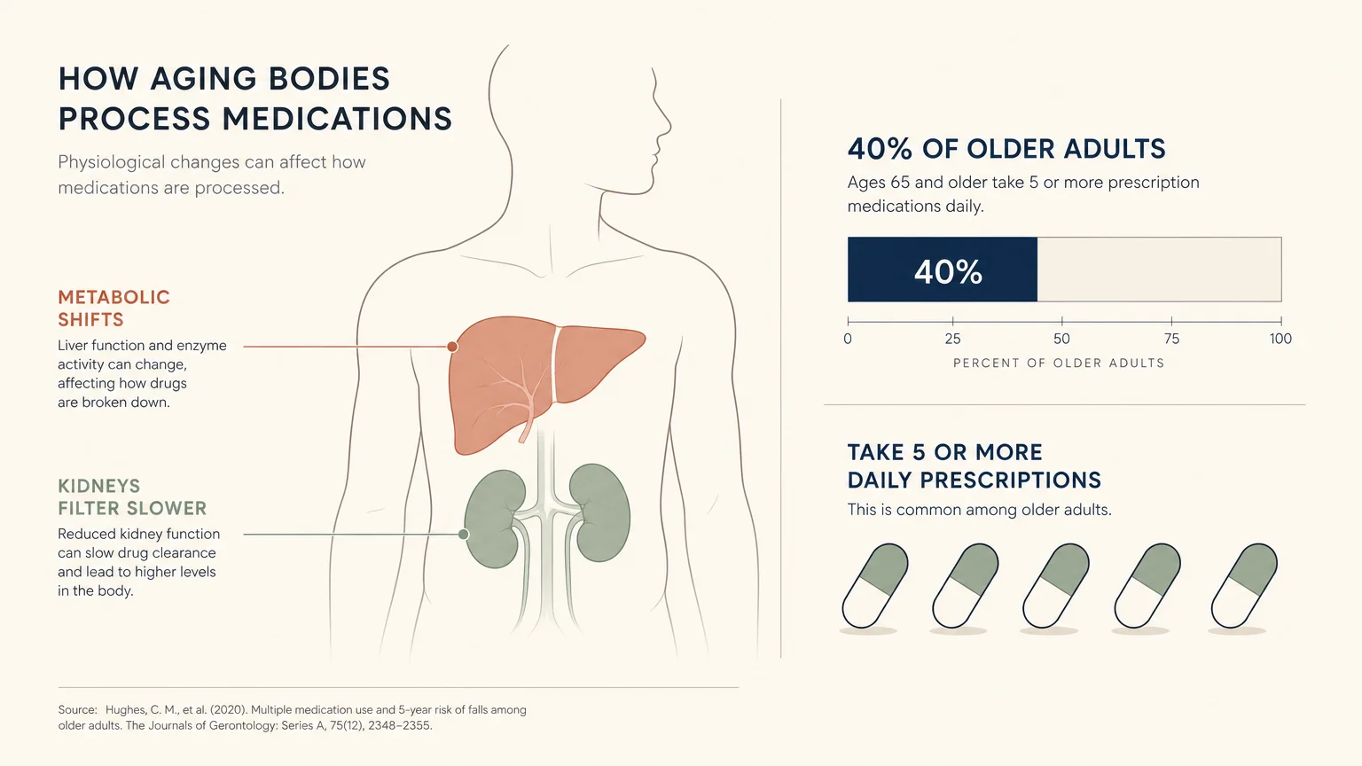 An elegant, minimalist diagram showing how liver and kidney changes affect medication processing in older adults.