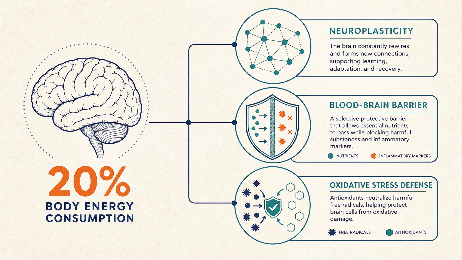 An infographic showing the brain using 20% of the body's energy and the roles of neuroplasticity and the blood-brain barrier.