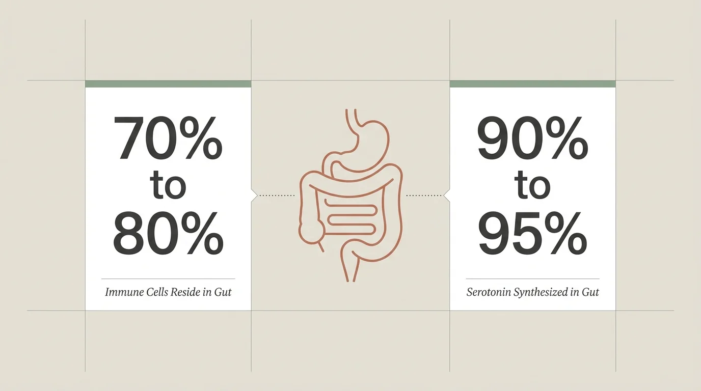 Minimalist infographic showing that 70% to 80% of immune cells and 90% to 95% of serotonin reside or are synthesized in the gut.