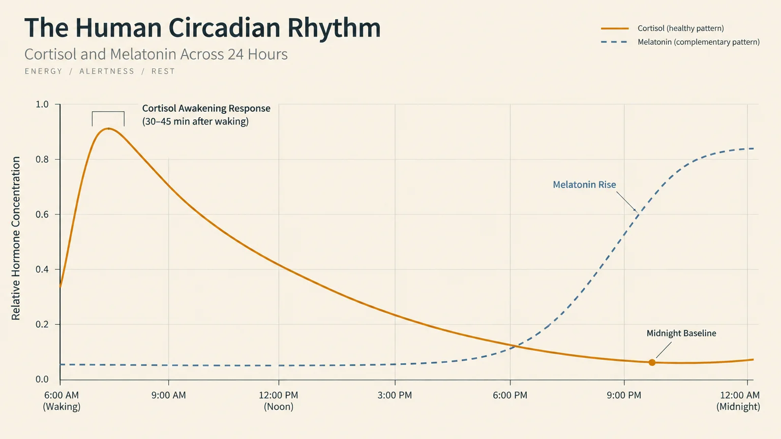 Line graph showing cortisol and melatonin levels across 24 hours, highlighting a morning cortisol peak and melatonin rise.