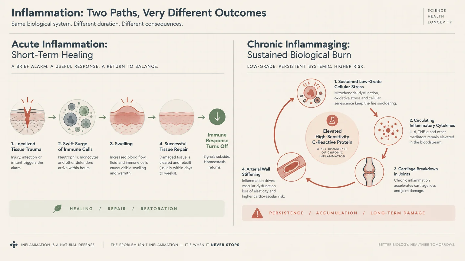 Diagram contrasting a linear acute inflammation repair process with a cyclic chronic inflammaging pathway.
