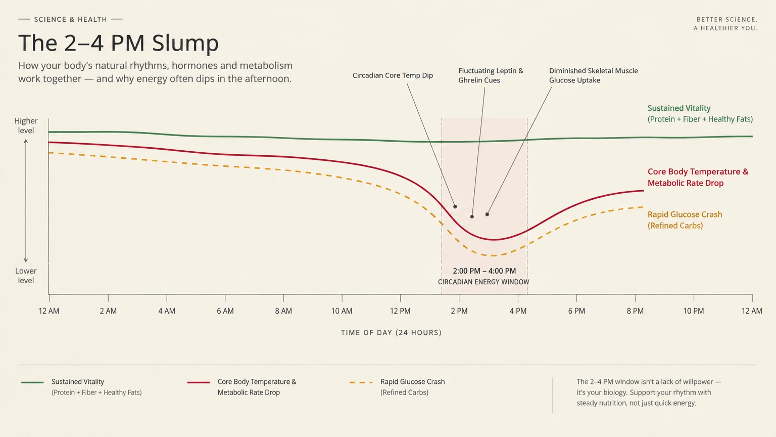 Line graph tracking energy, body temperature, and glucose across 24 hours, showing a sharp slump between 2 PM and 4 PM.