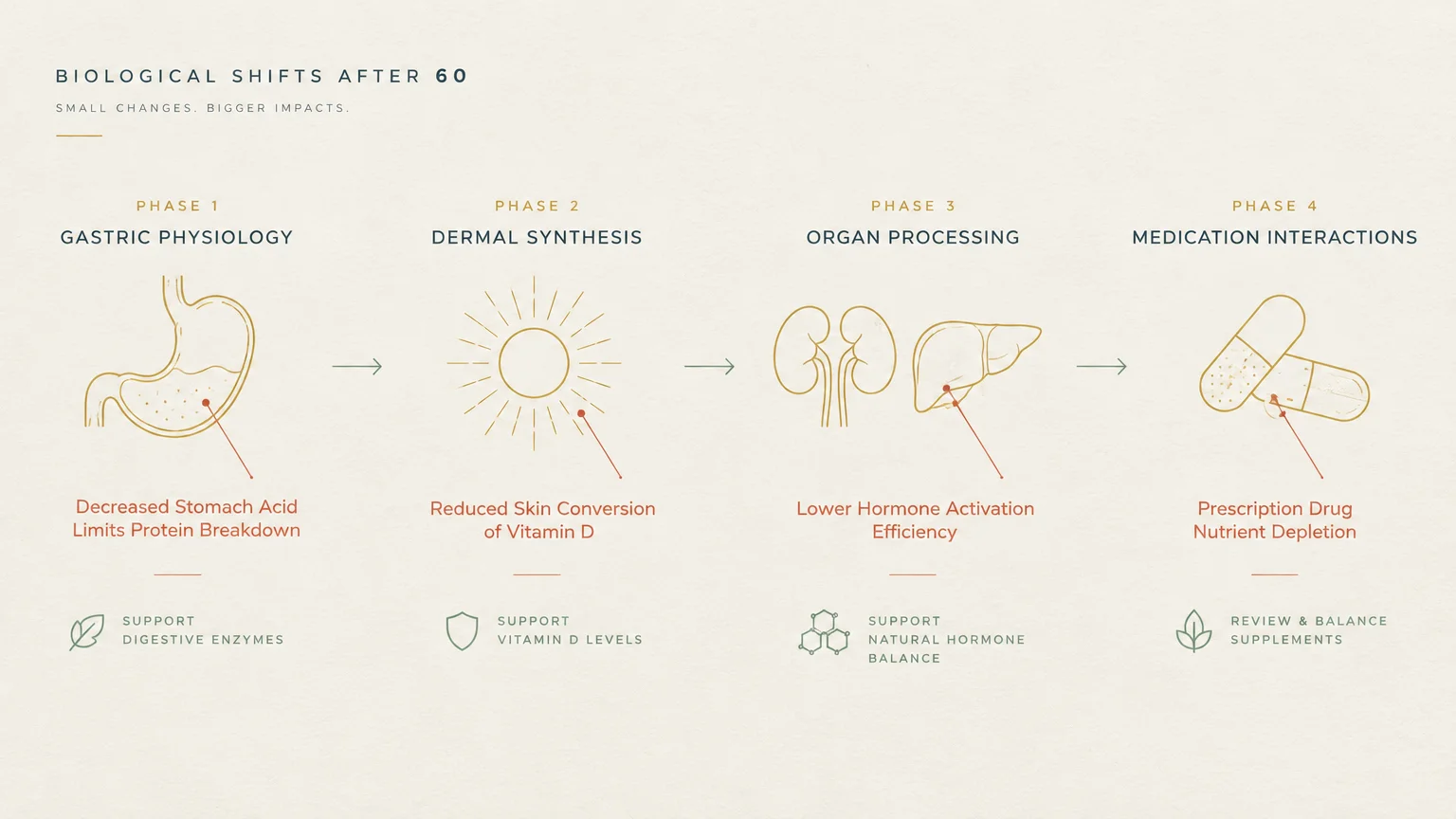 Diagram titled Biological Shifts After 60 showing four phases with icons of a stomach, sun, kidneys and liver, and pills.