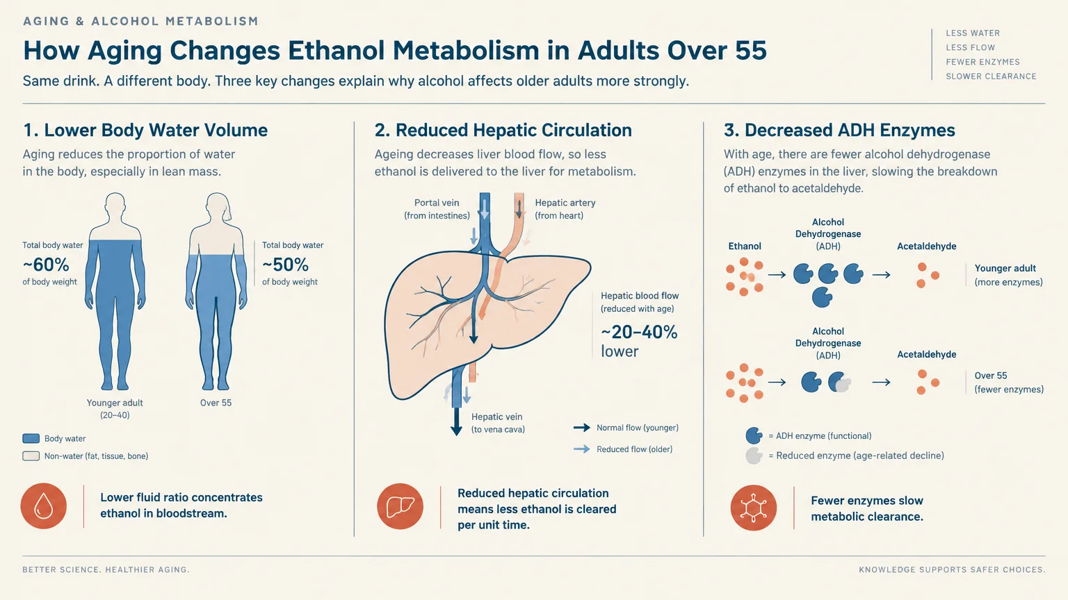Diagram outlining three age-related changes in ethanol metabolism: lower body water volume, reduced hepatic circulation, and decreased ADH e