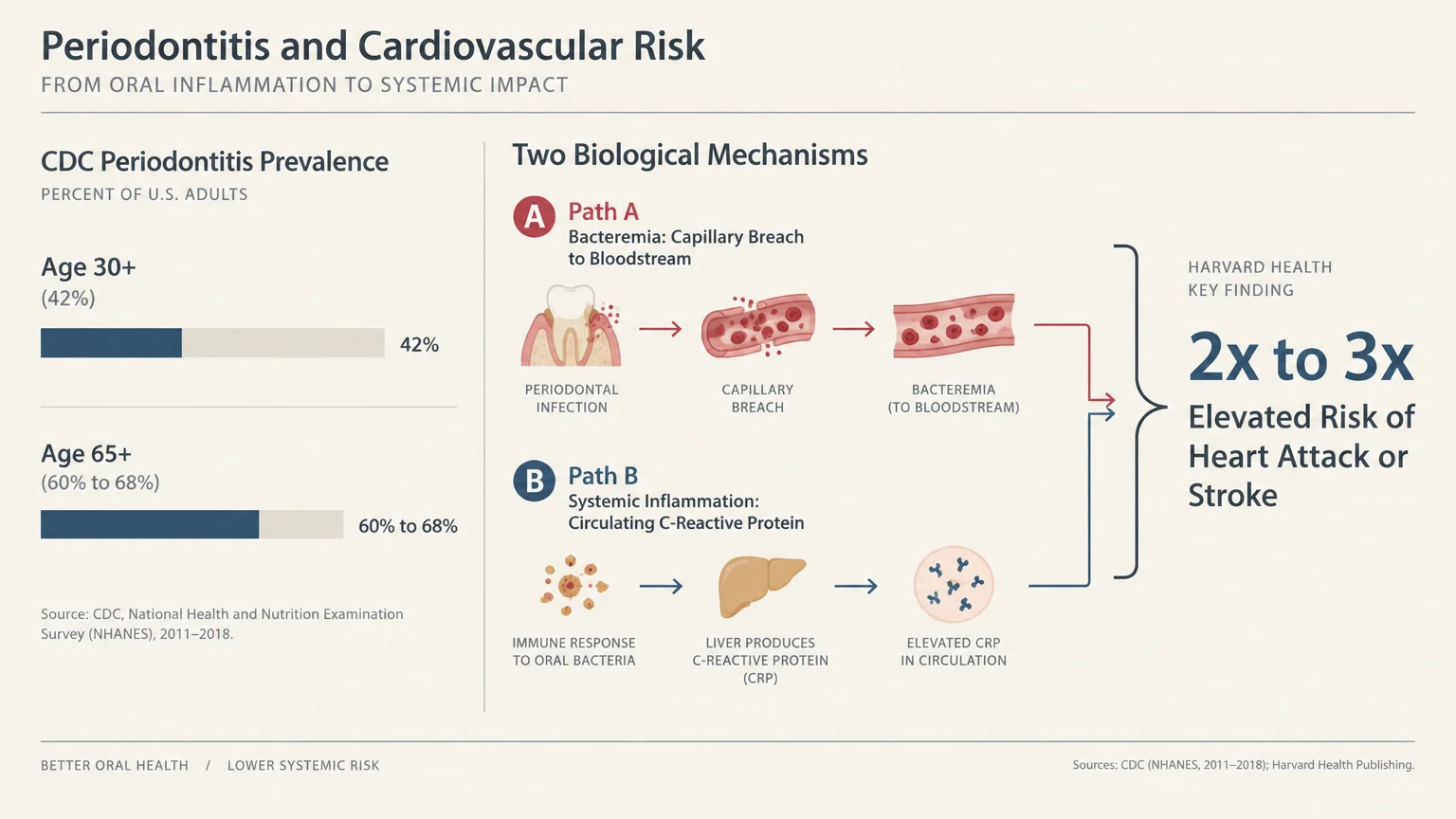 Diagram illustrating periodontitis prevalence alongside biological mechanisms linking oral bacteria to cardiovascular risk.