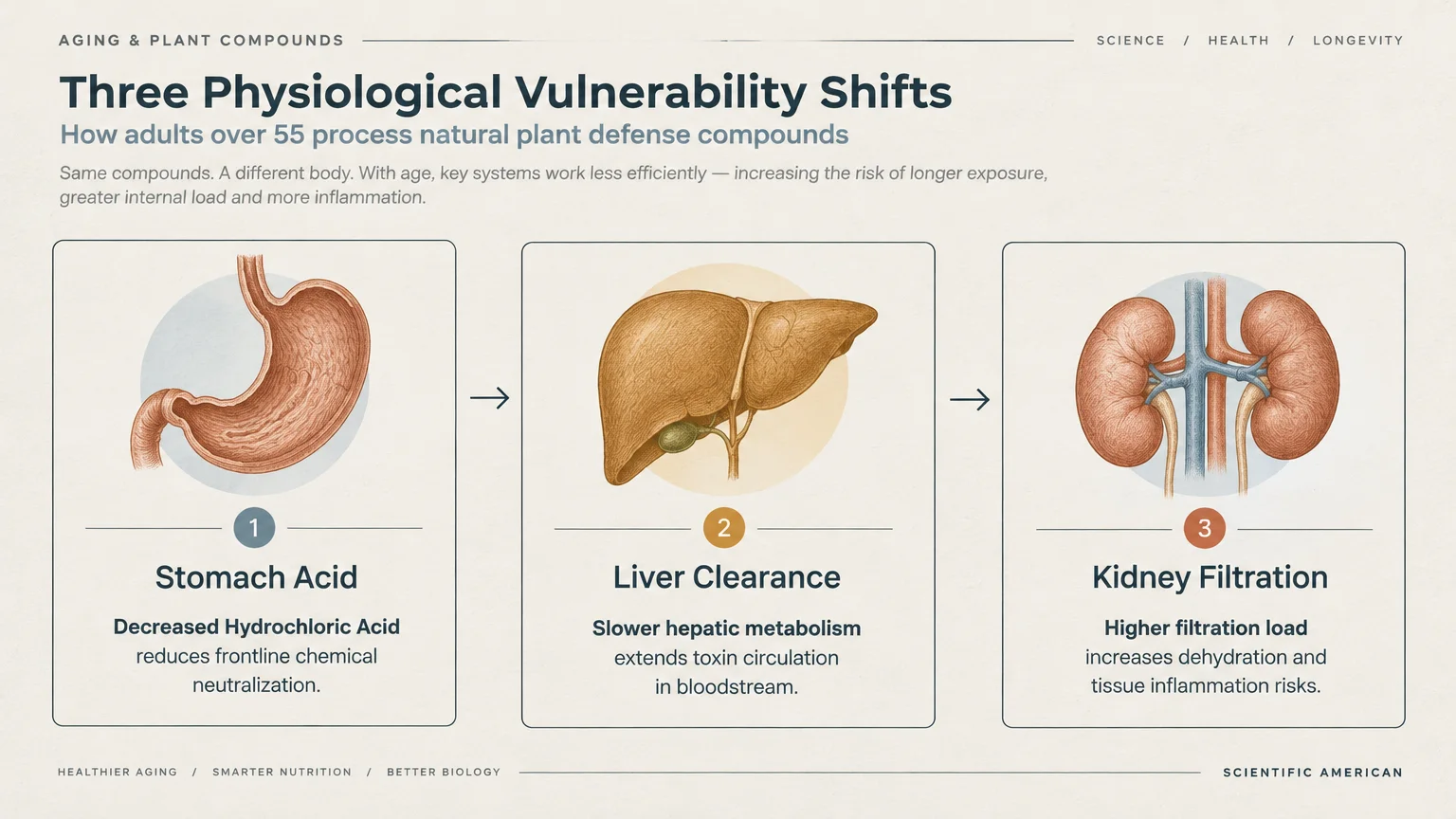 Diagram of three organs—stomach, liver, and kidneys—illustrating vulnerability shifts in processing plant defense compounds.