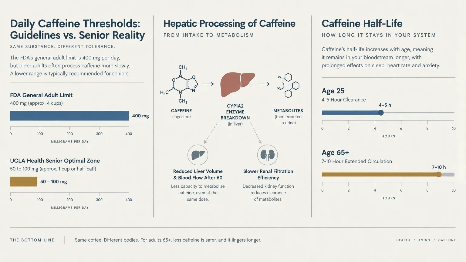 Infographic detailing daily caffeine limits, hepatic processing via liver enzymes, and half-life clearance differences by age.