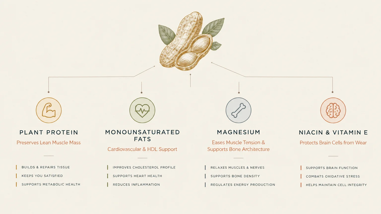 Diagram outlining peanut nutrition benefits: plant protein, monounsaturated fats, magnesium, and niacin with vitamin E.